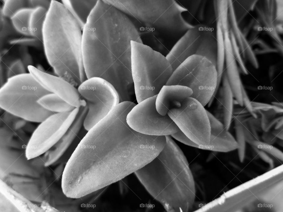 B&W leaves