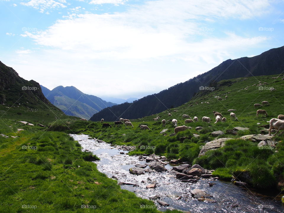 Paddling sheep on the river of catalan mountains in tavascan