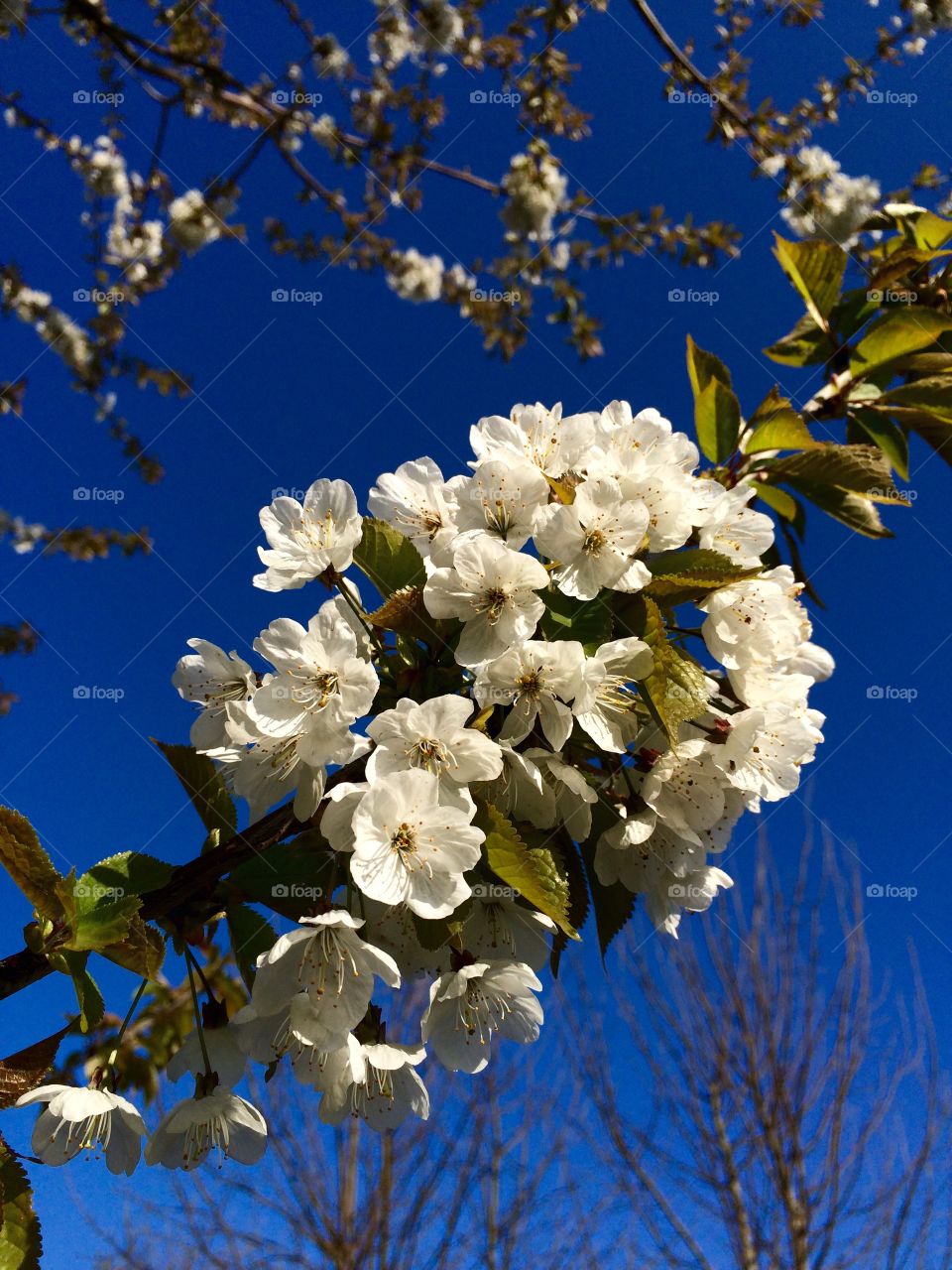 Wild Blossom. Blossom tree beside the riverbank ...