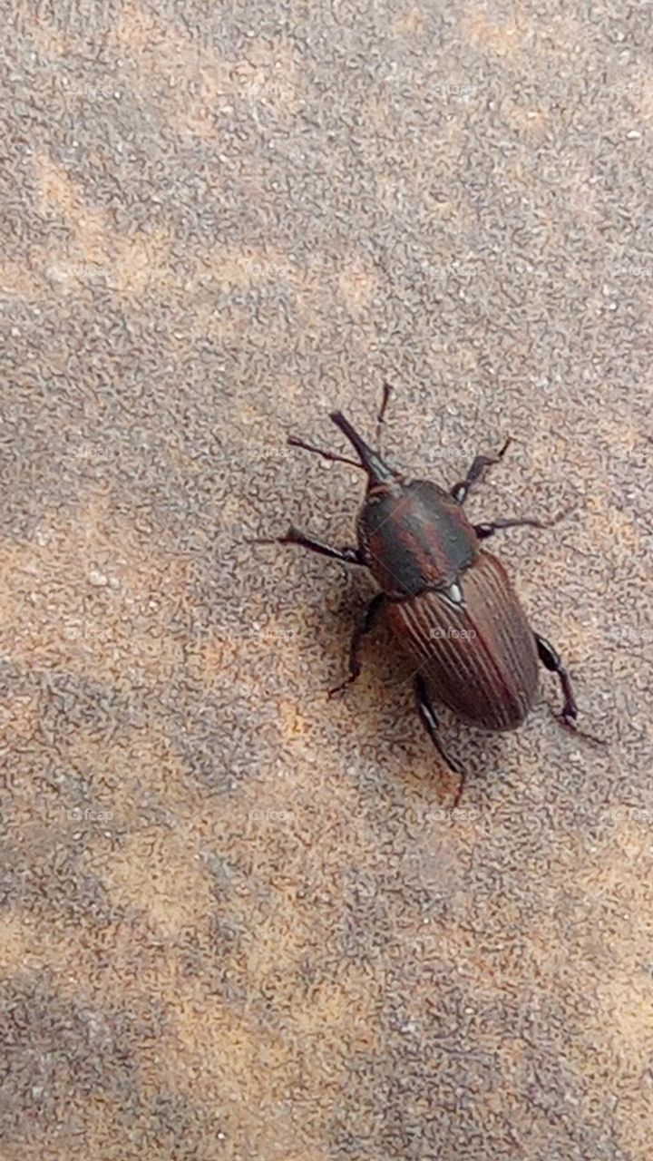 Beatle bug / Escarabajo