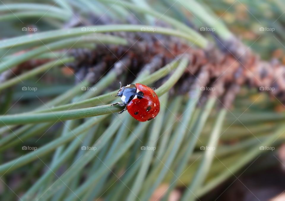 Ladybug