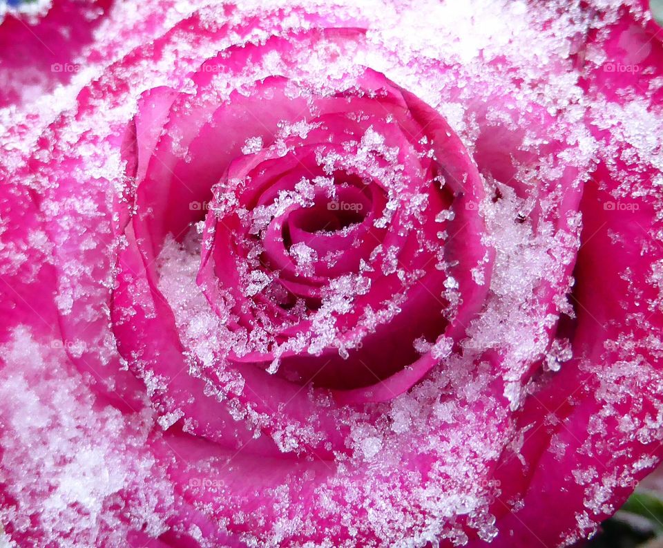 Pink frozen rose