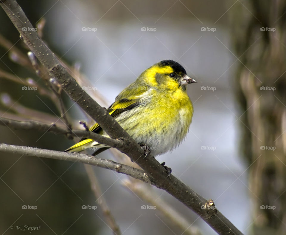 Eurasian siskin perched on tree branch