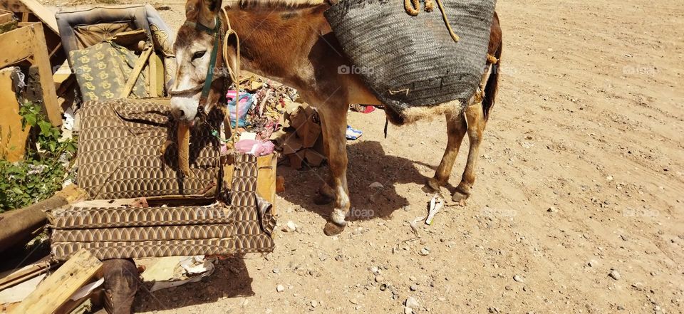 Beautiful donkey standing