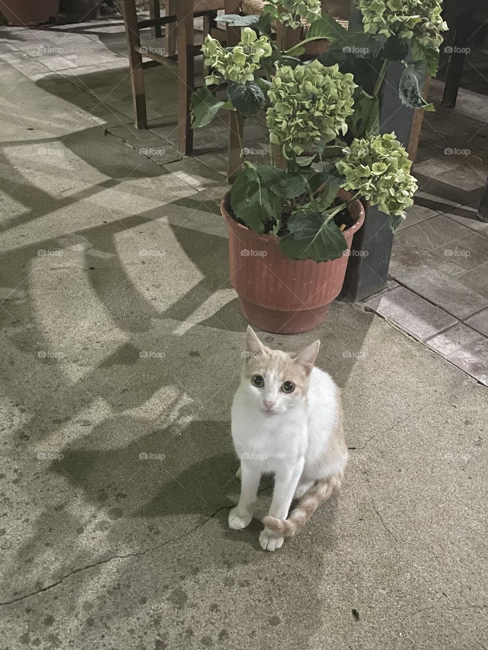 A charming, friendly cat sitting contentedly at a cozy cafe in Greece. Its large, curious eyes are focused on a table nearby, as if hoping for a tasty morsel.