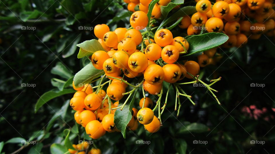 Orange Berries