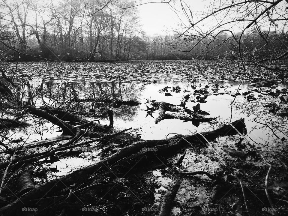 Pond Scape. Pond 