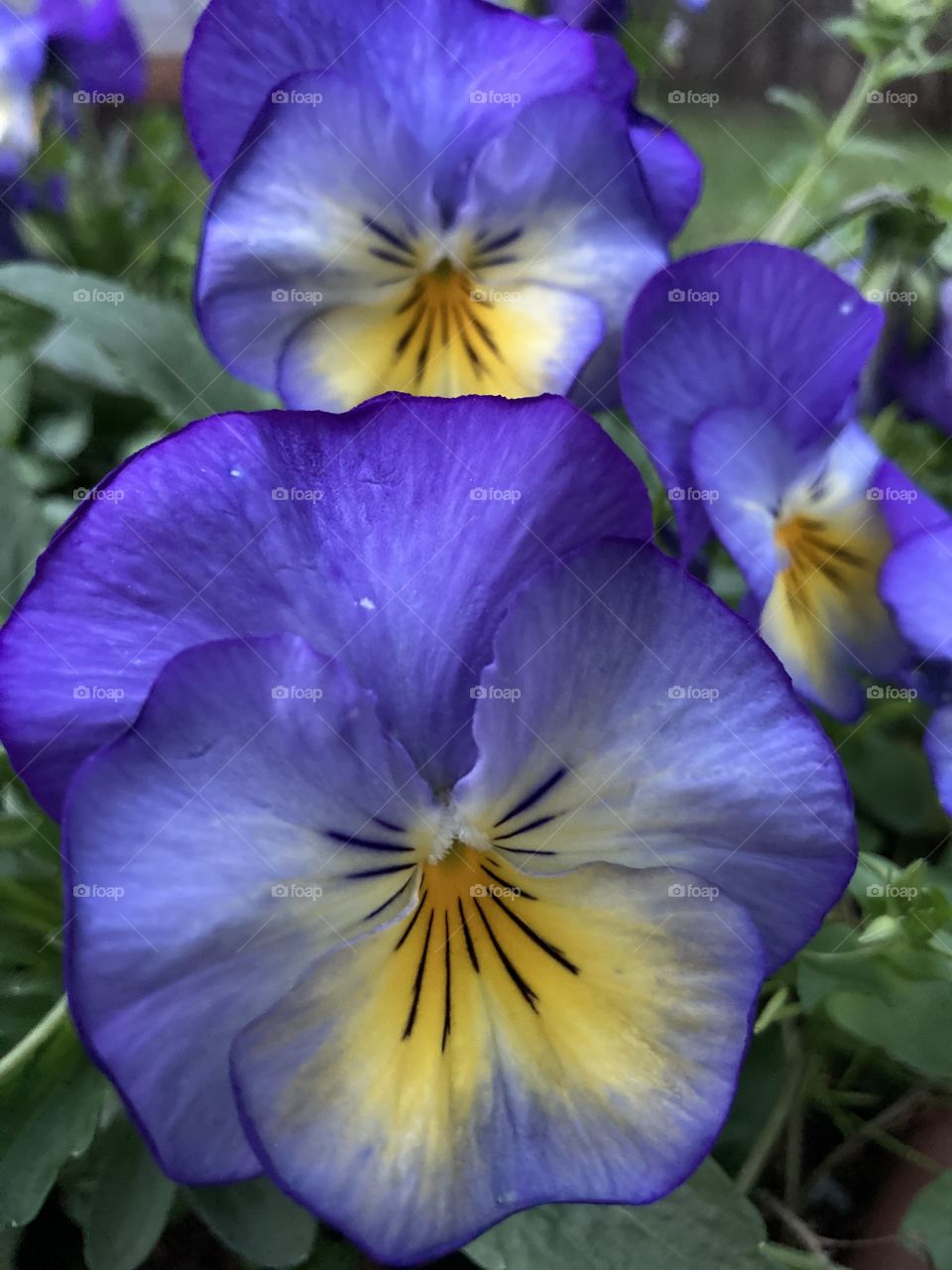 Blue purple johnny jump up close-up