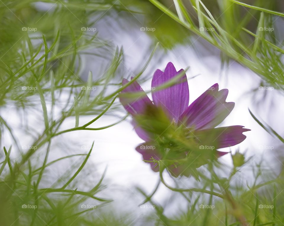 Purple flower close-up green leaf bokeh background macro texture abstract light bokeh background