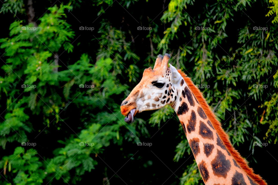 tongue clicking giraffe.