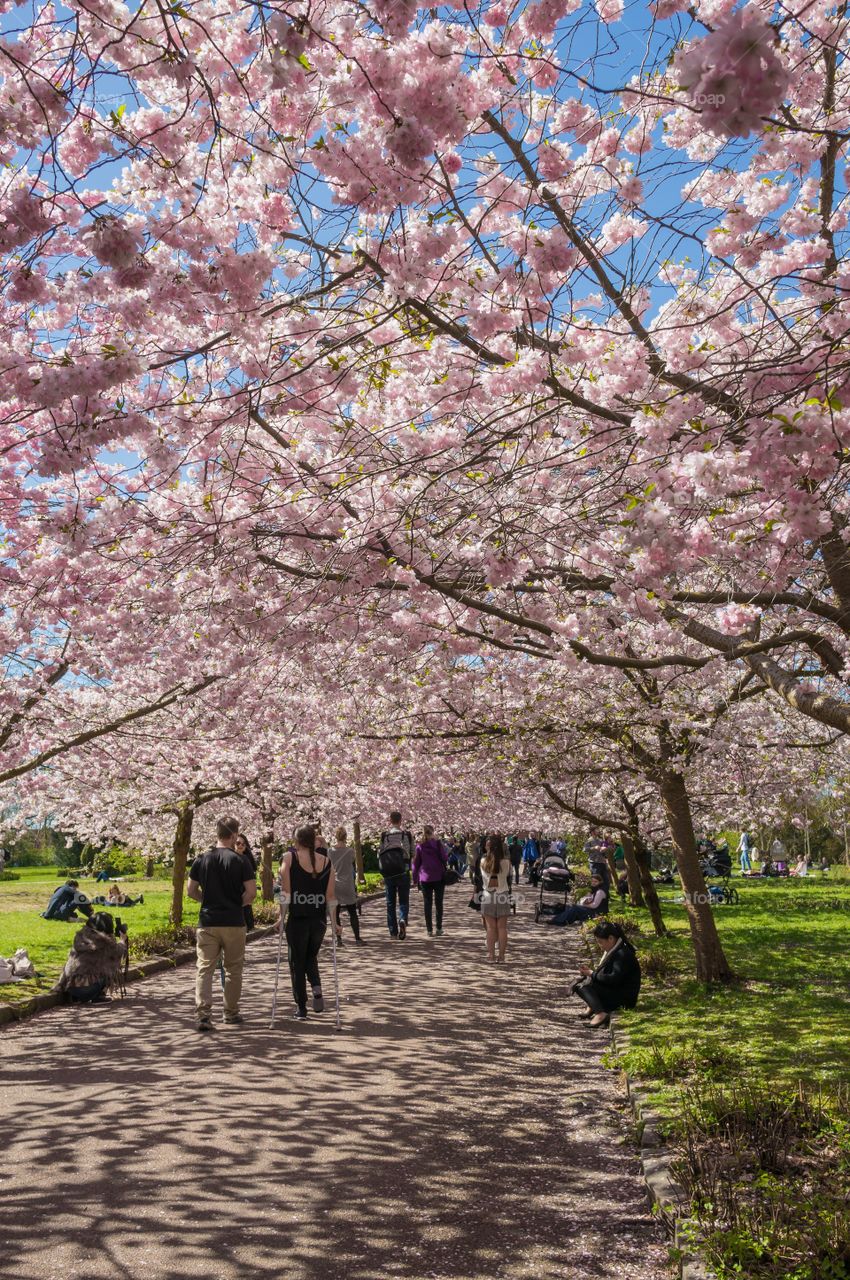 Pink park