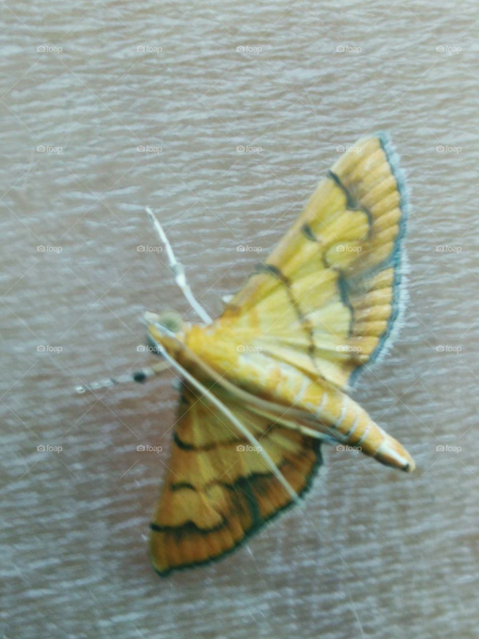 A gold butterfly perched on the skin of the hand