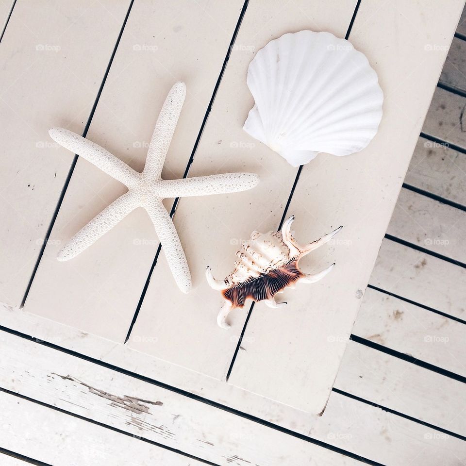 Sea shell and white starfish on table