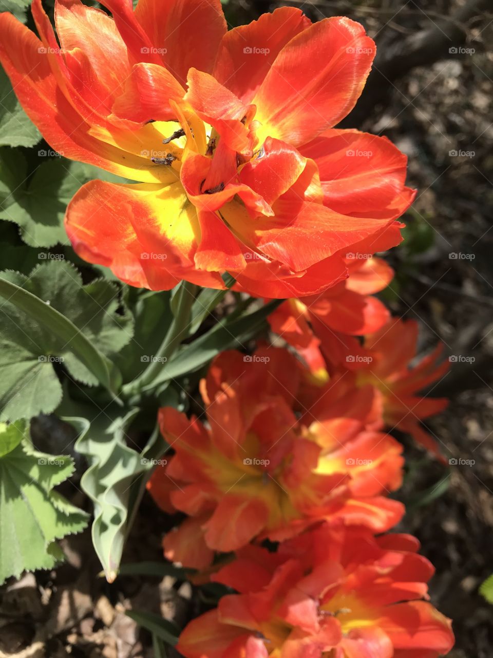 Orange tulips 