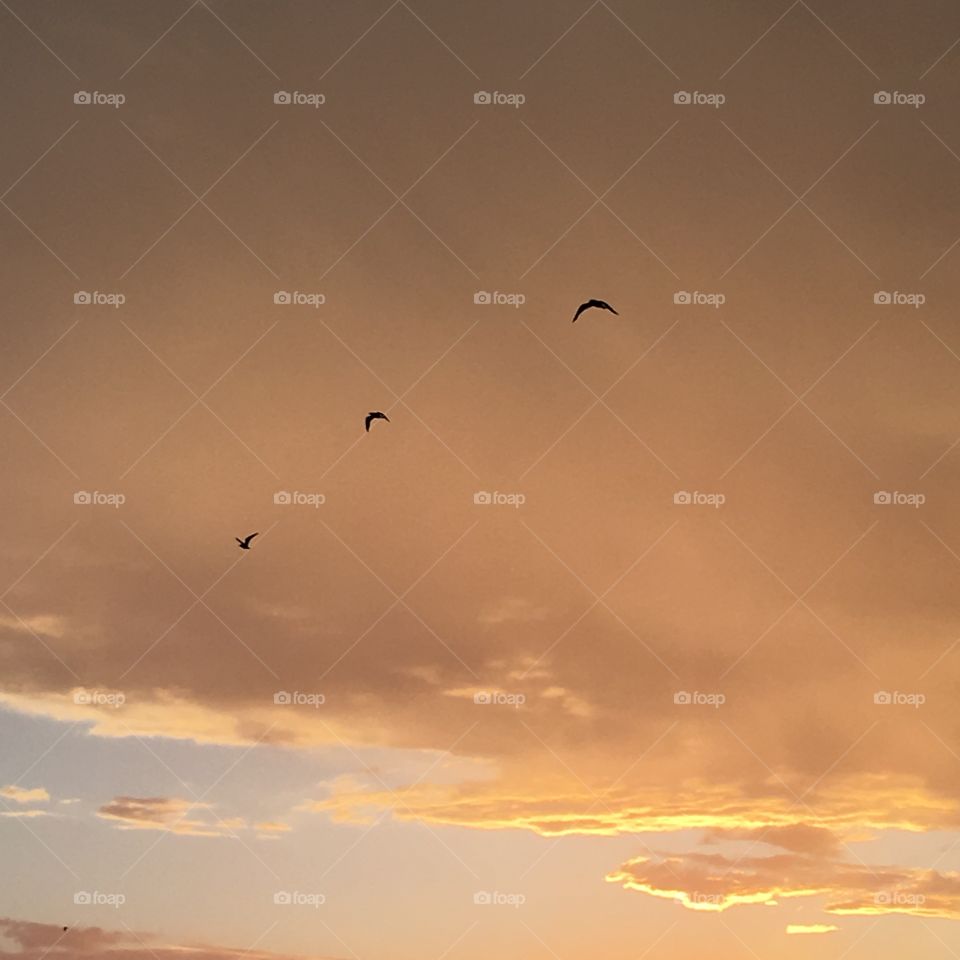 Sky macro colors bird