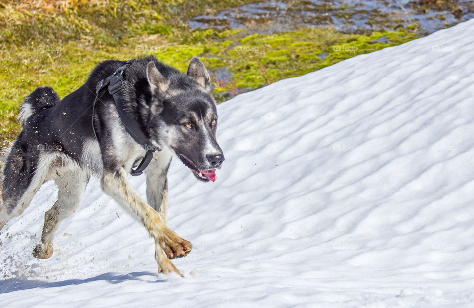 Running polar dog 