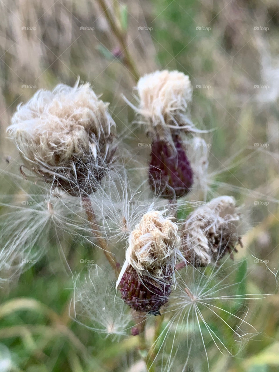 flowers in seeds