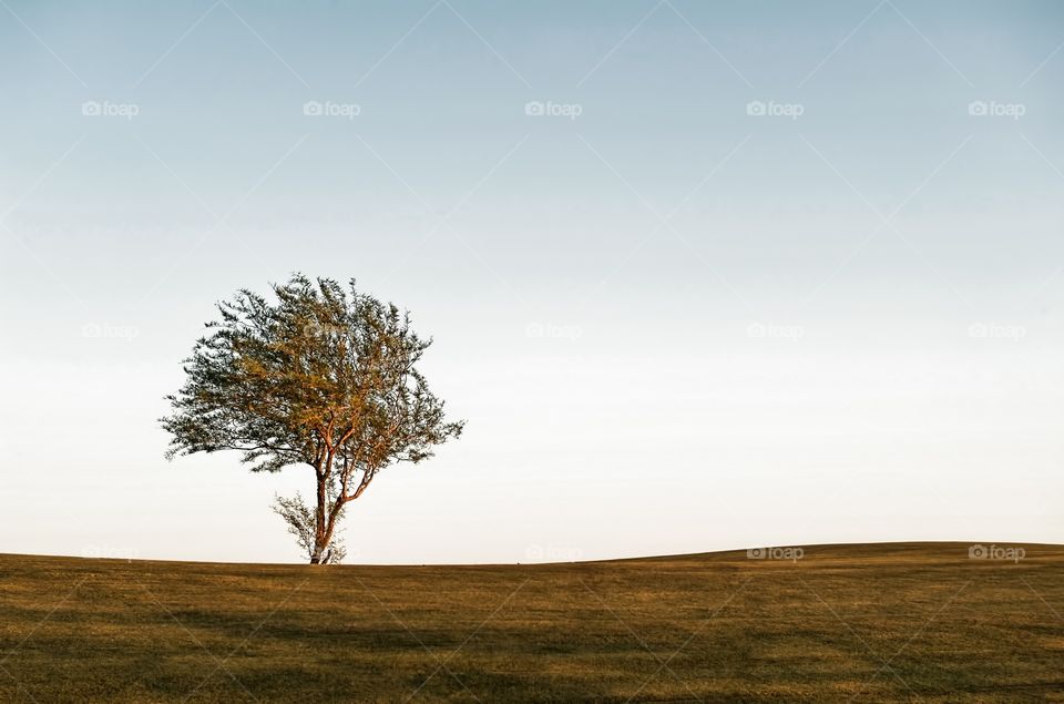 Lone tree on a hill