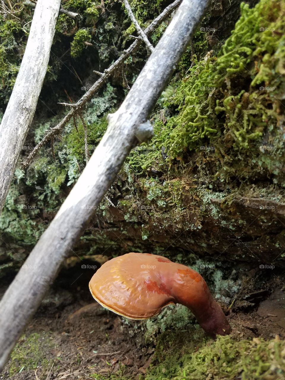 mushroom grows in a forest with moss on stones