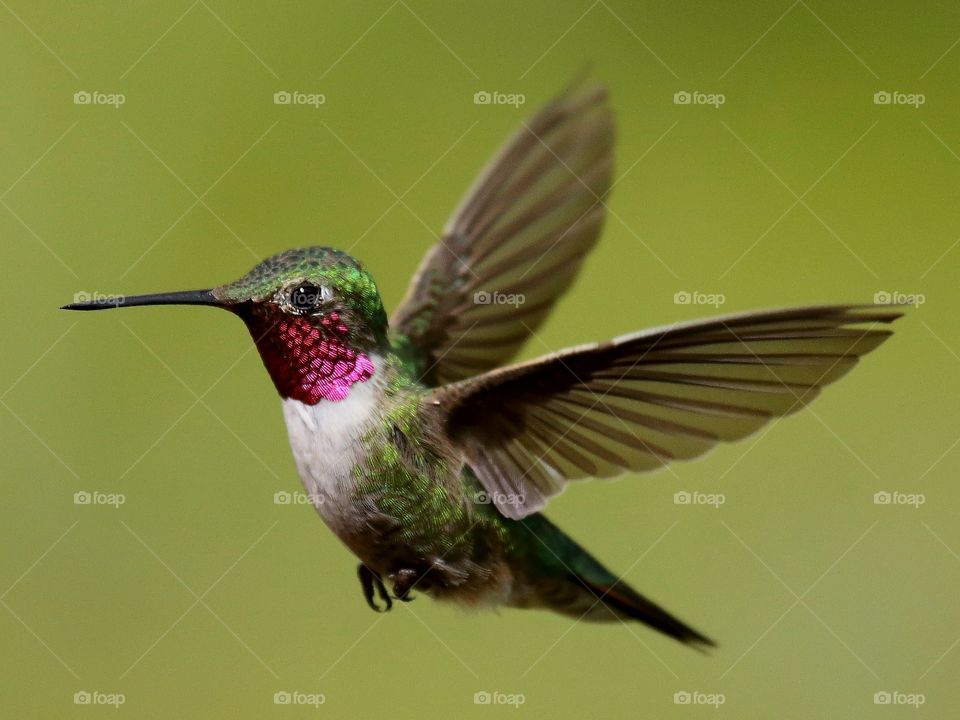 hummingbird in flight.