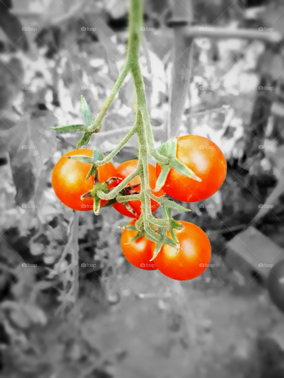 the tomato from a greenhouse
