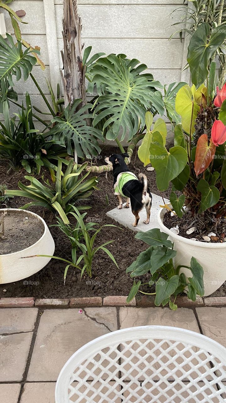 Little garden explorer