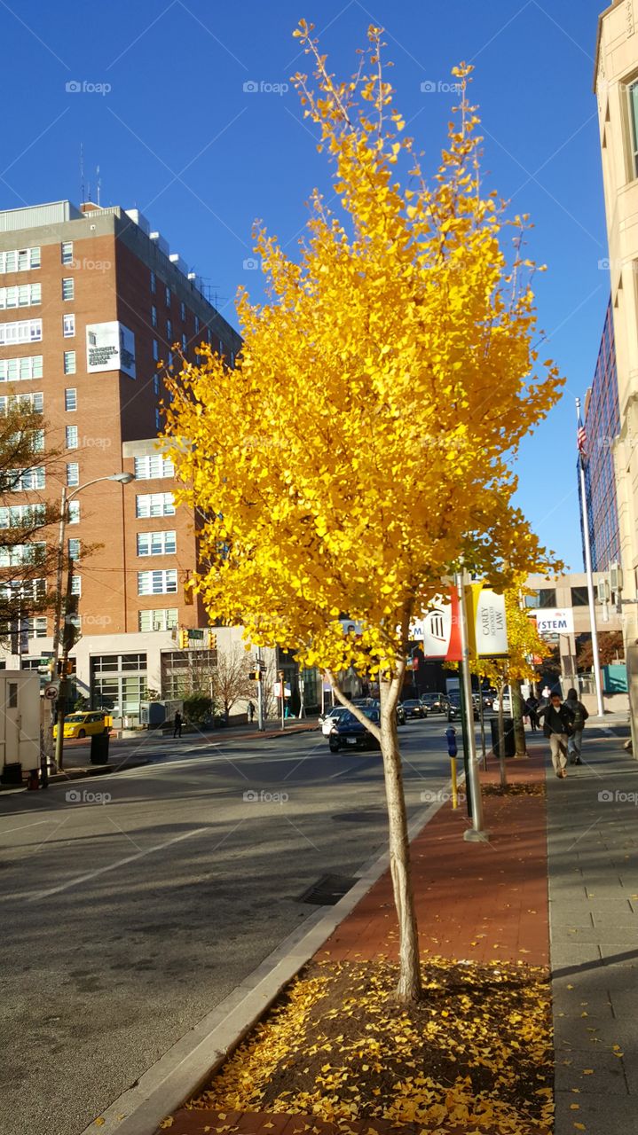 Fall in the city