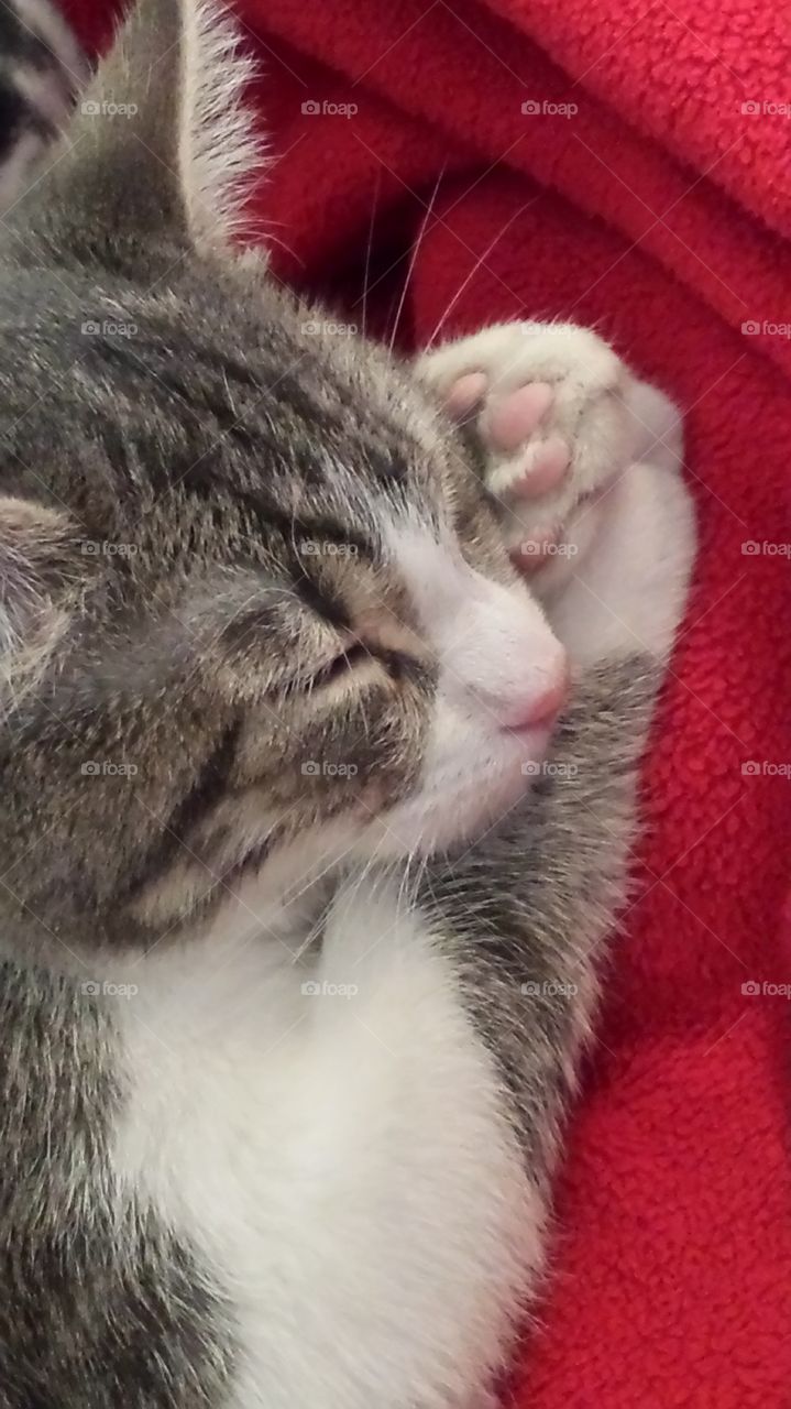 Sleepy Kitty