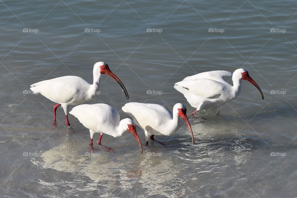 Florida birds