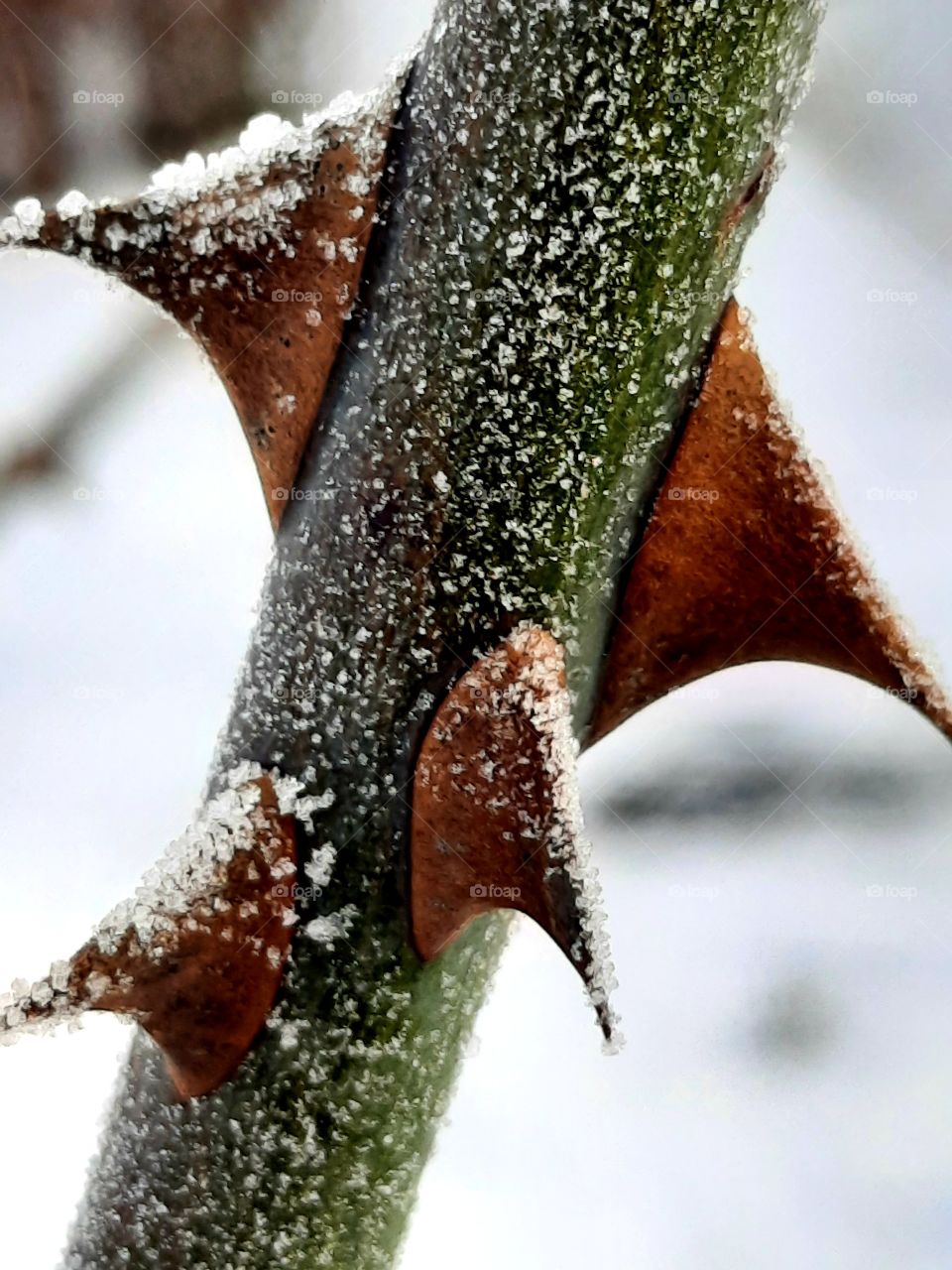 close-up of frosted wild rose twig with long thorns