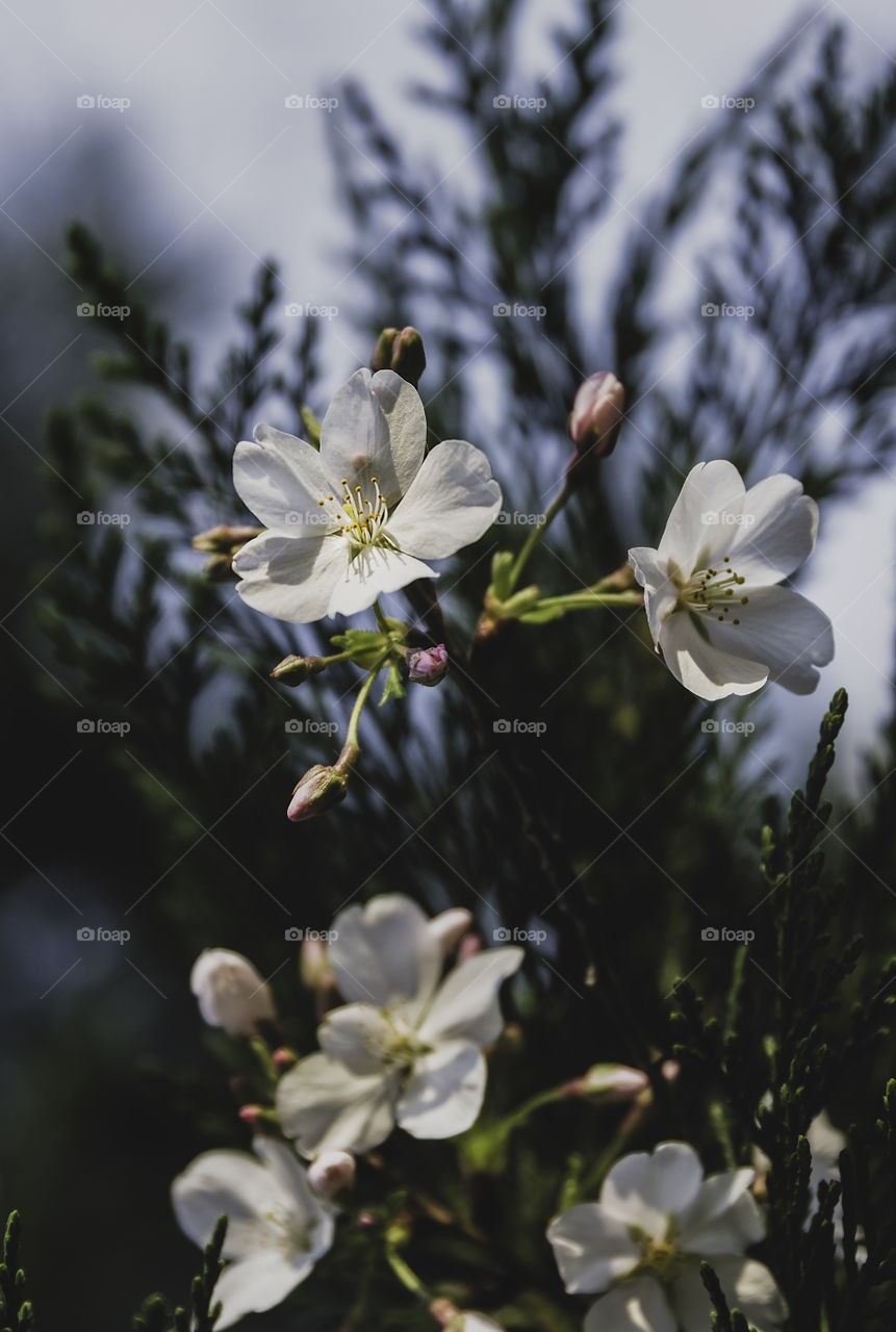 Spring ornamental cherry flowers 