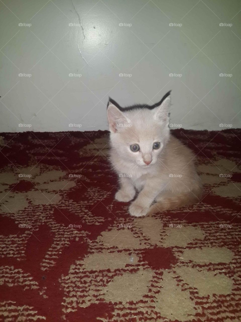 I don't know what to do.. I'm bored .. I think it's milk time😺