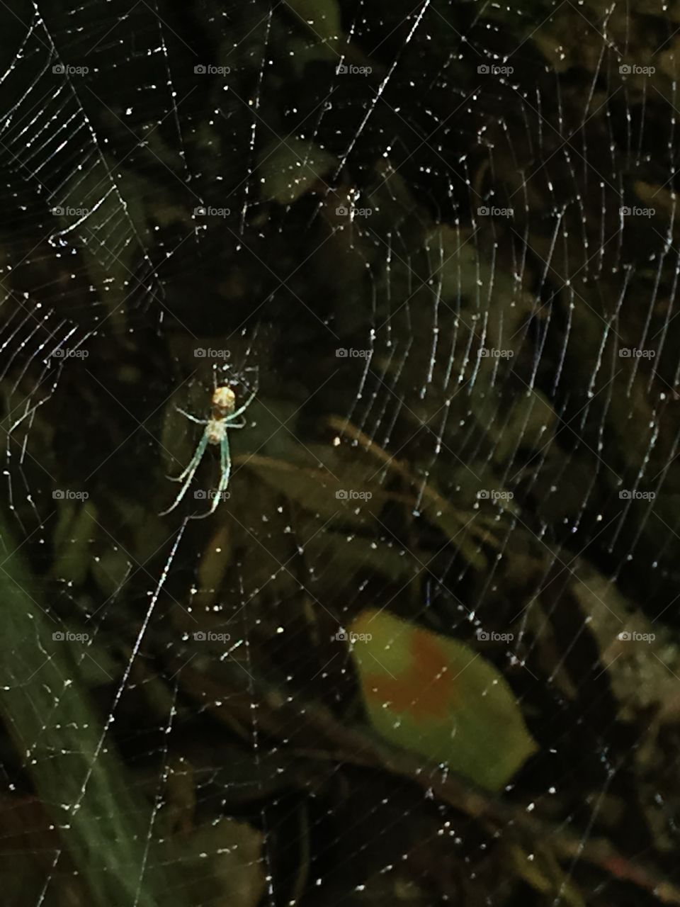 Greenish Spider in its web