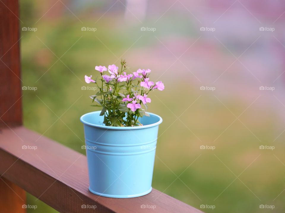 flowers in a pot