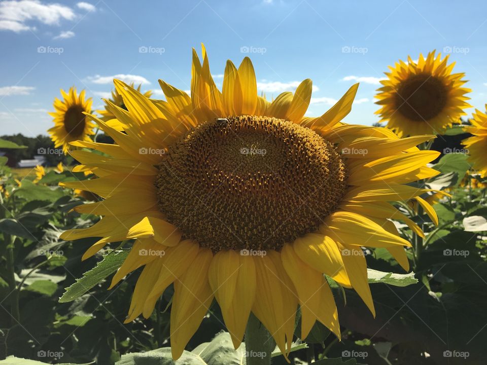 Sunflowers 
