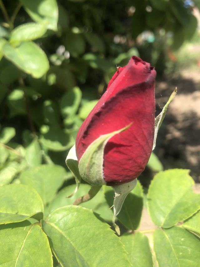 Red rose