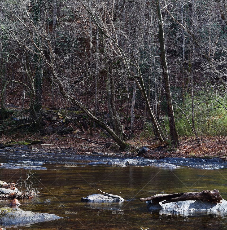 Stream in the forest