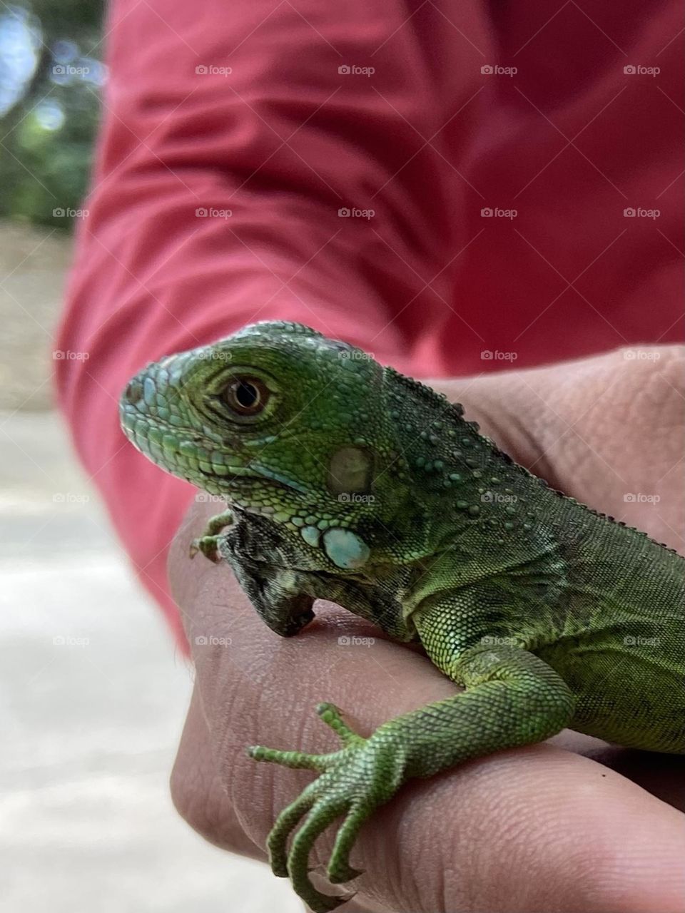 A cheeky side glance of a young green iguana who is being held by a man in a red shirt.