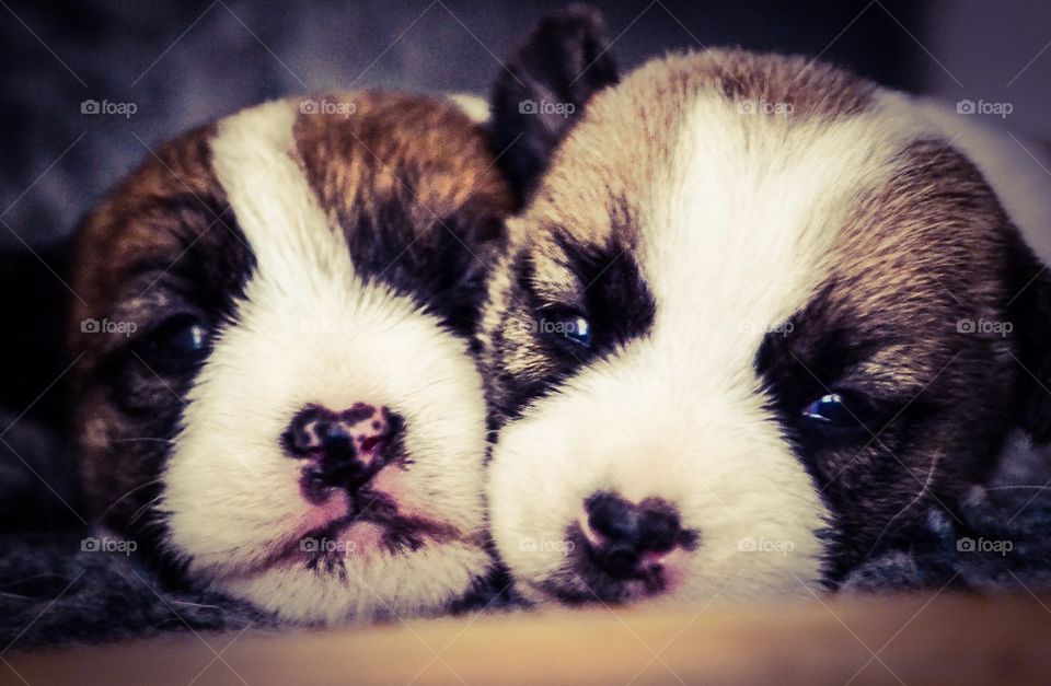 Cute puppies. Two weeks ol jack russell puppies