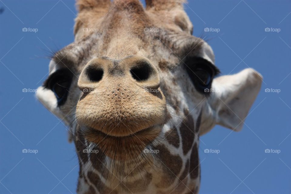 Portrait of a giraffe