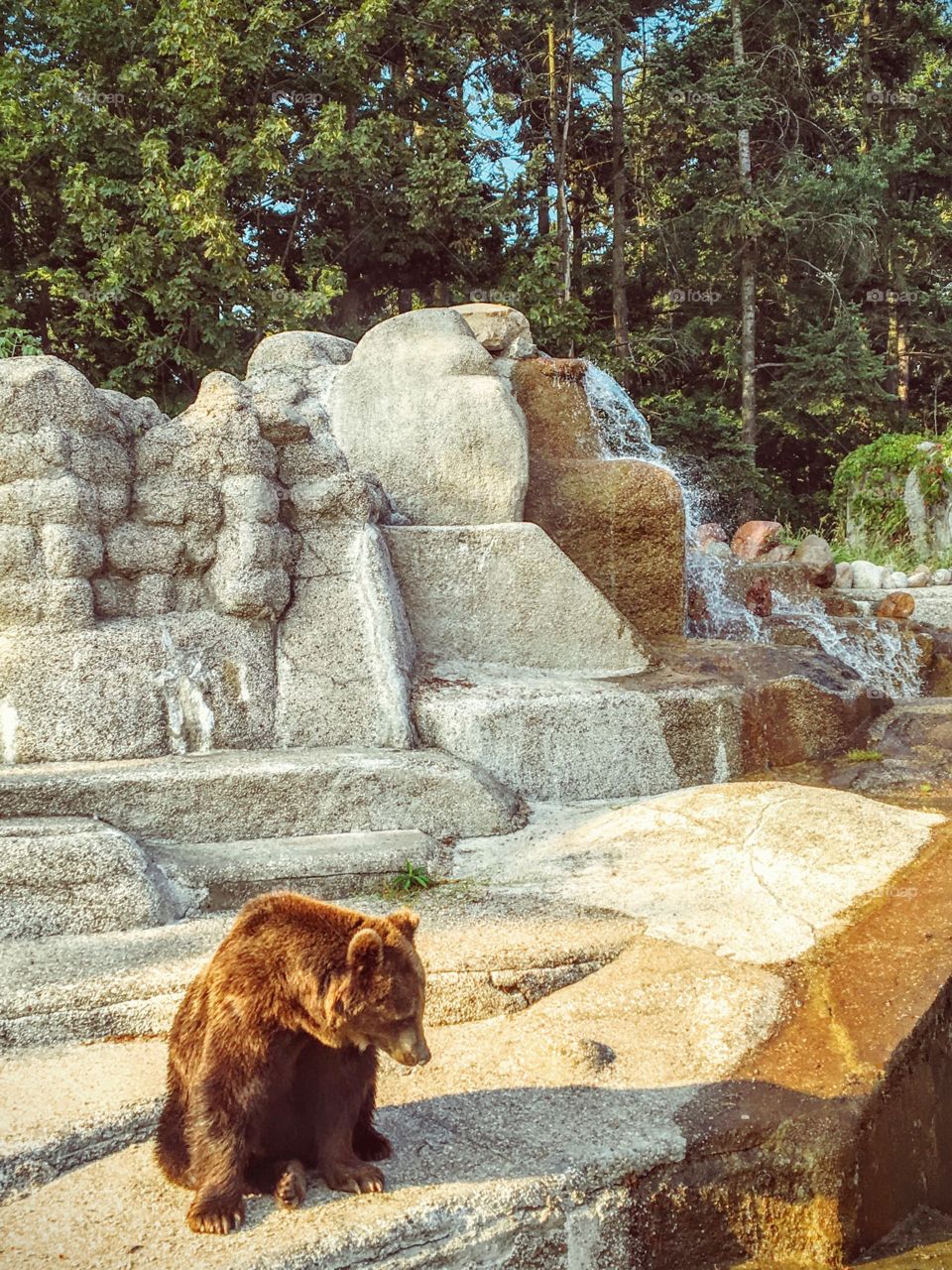 Bear out in the city 