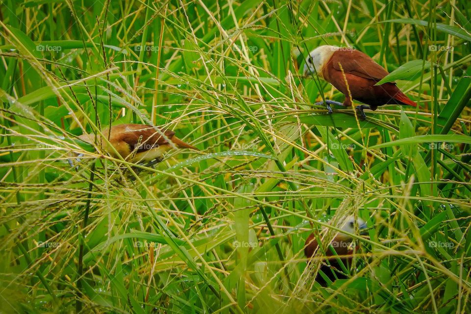 Sparrow playing time