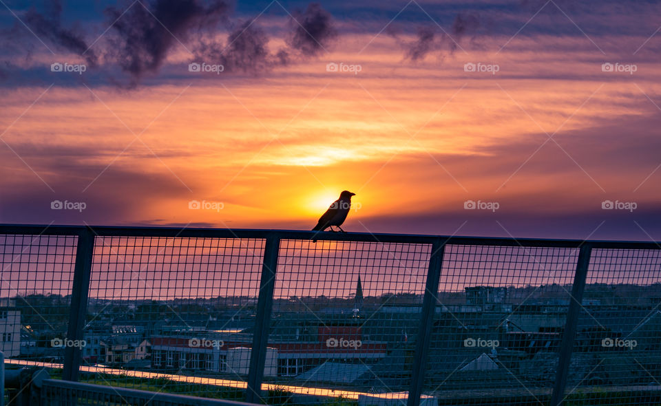 Bird watching sunset