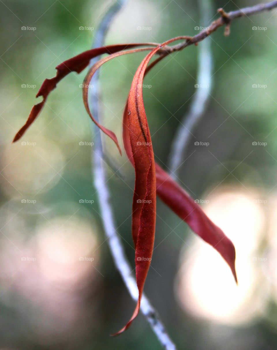 red leaves posing as a dancer