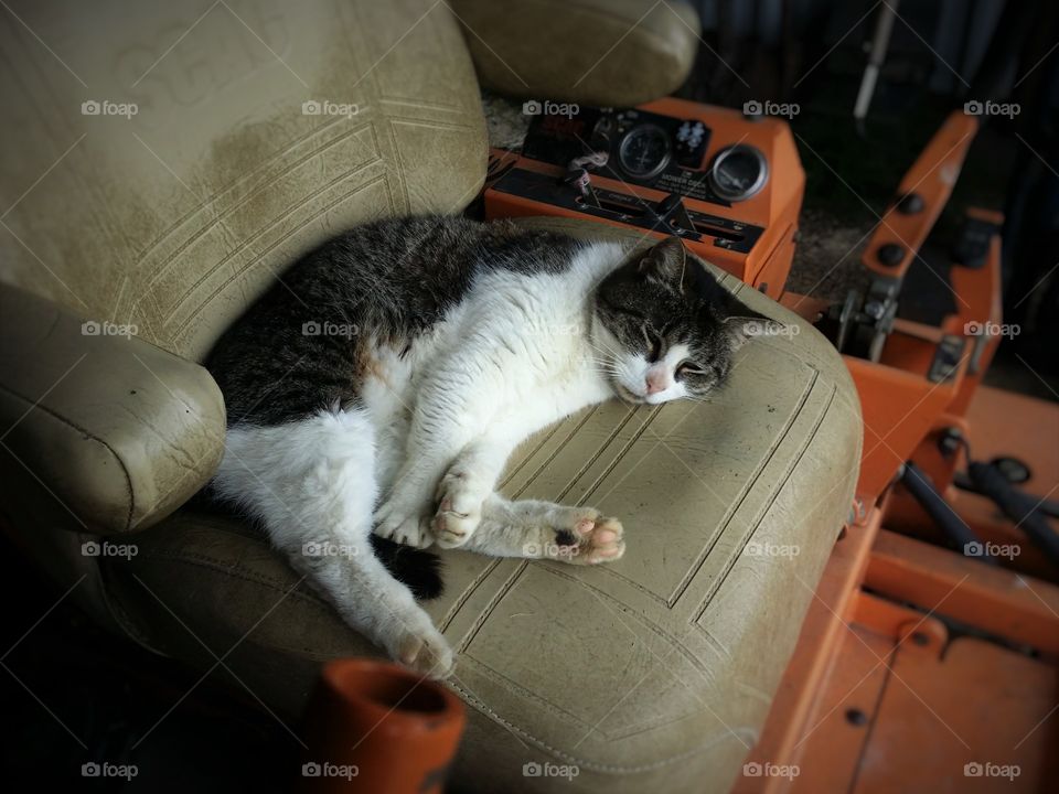 Gray Tabby Sleeping a Tractor Seat