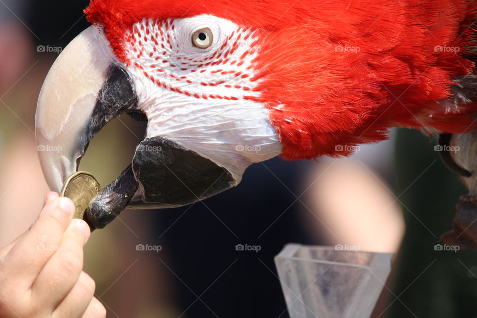 Red macaw parrot