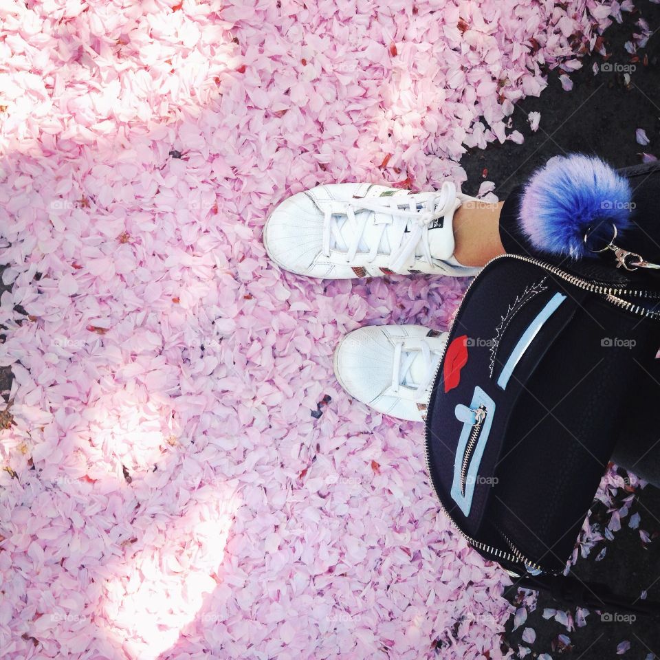 Sakura on the ground 