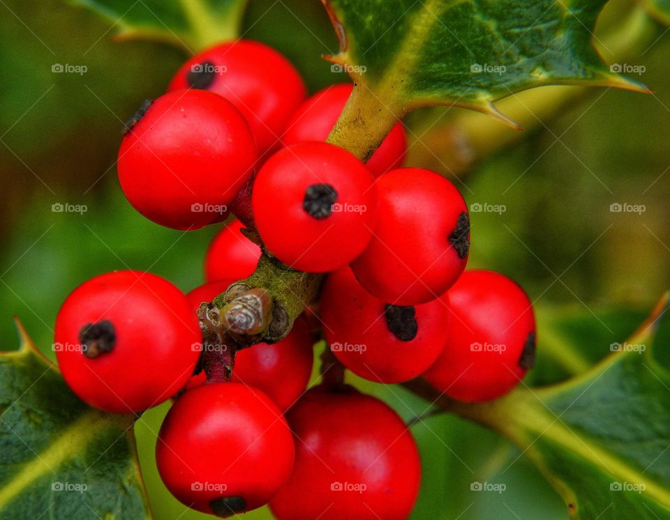 Red berries
