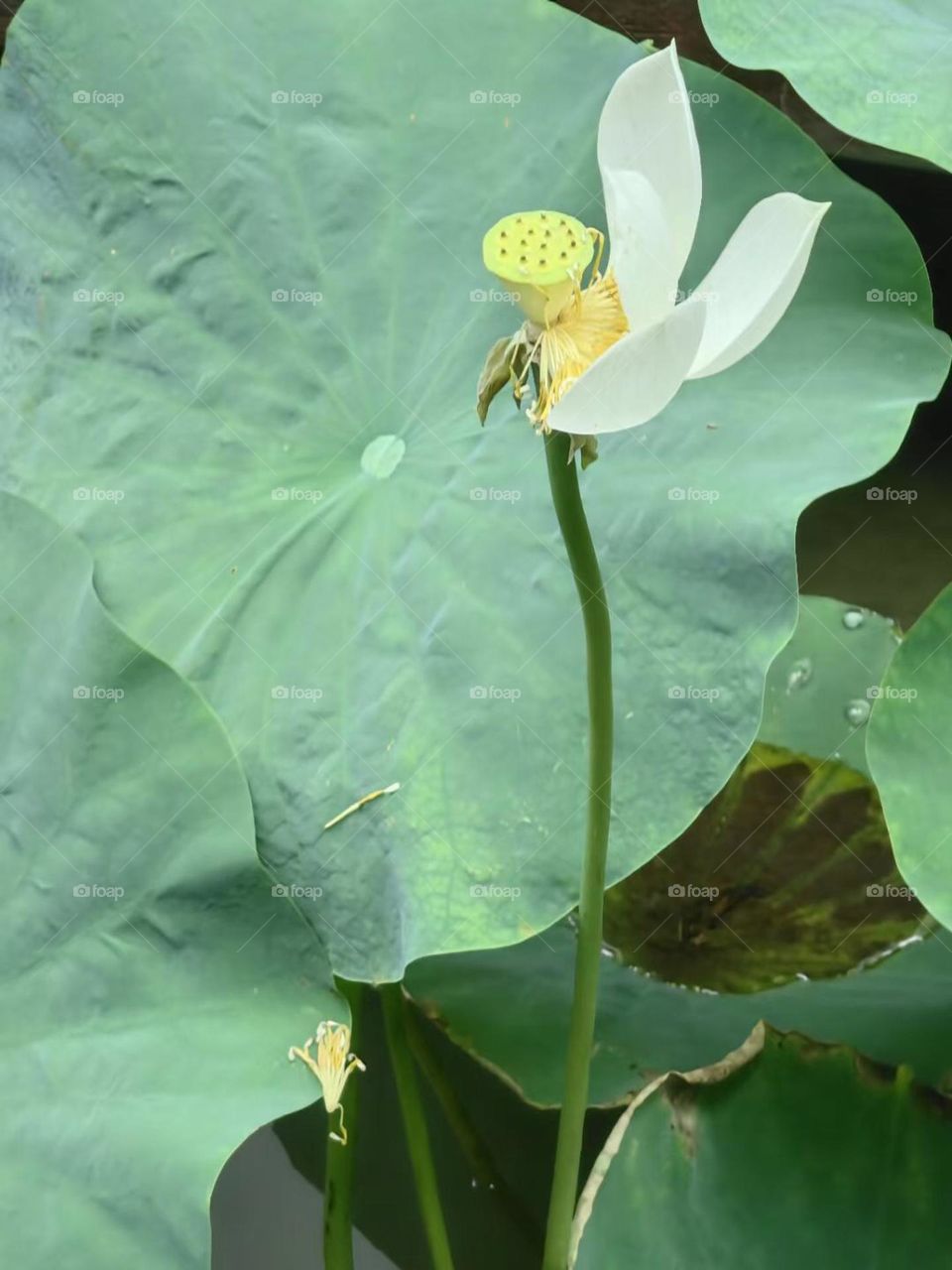 It is the lotus in full bloom, it is a good time for the world.I hope the day is clear, look up to meet all gentle.