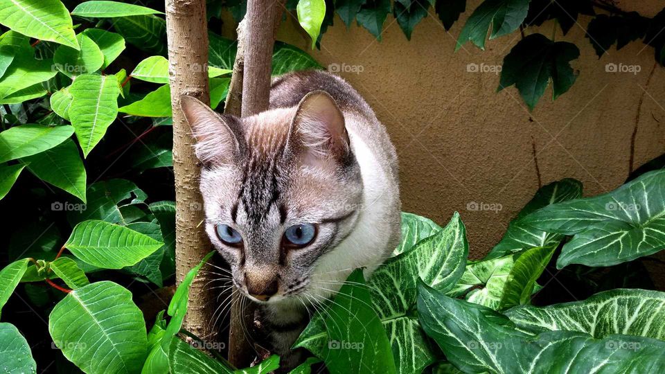 Curious cat in green